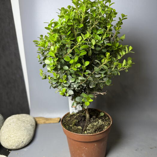 Комнатное растение дерево мирсина подарок