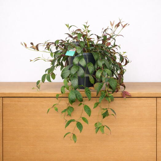Aeschynanthus Marmoratus Kokodama