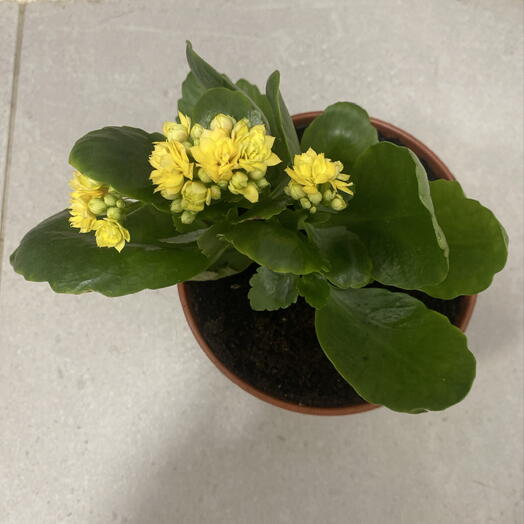 Каланхоэ с желтыми цветками