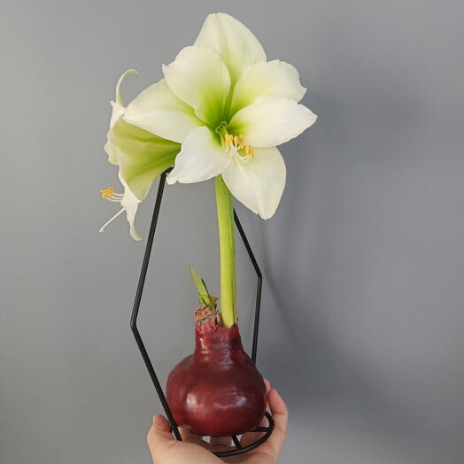 Луковица Амариллиса в воске, подарок