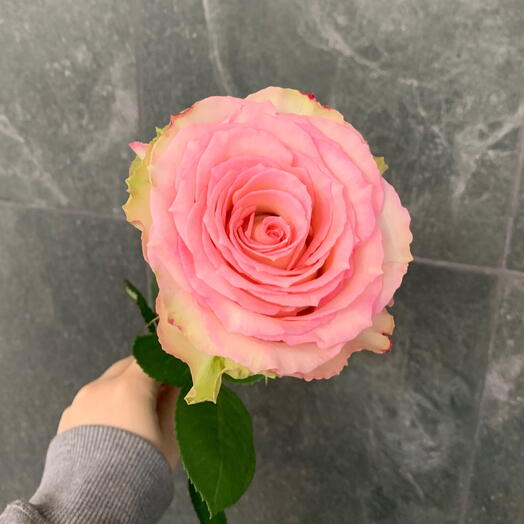 Роза Эсперанса