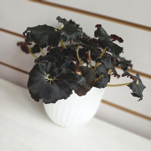 Бегония Чёрная Мамба, 25 см