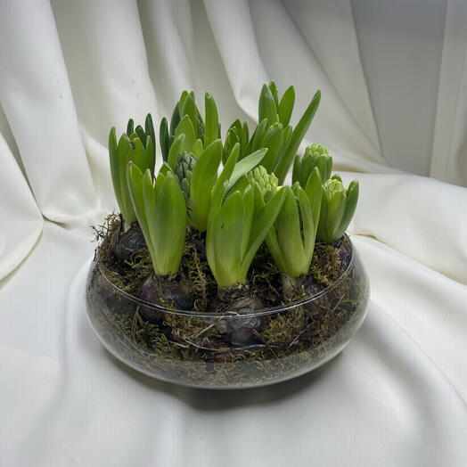 Первоцветы гиацинты в стеклянном кашпо