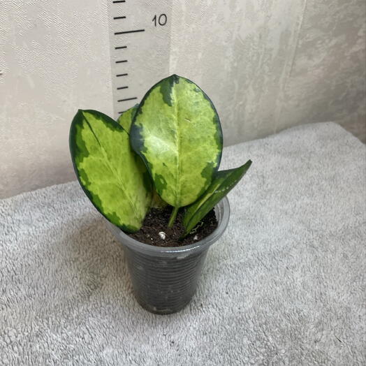 Хойя Аустралис Лиза