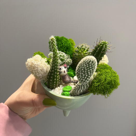 Суккулент мяу