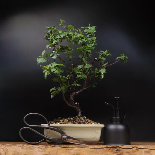 Бонсай Сакура, 42см, 14 лет + комплект