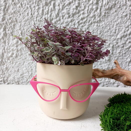 Collision in the Margarita planter