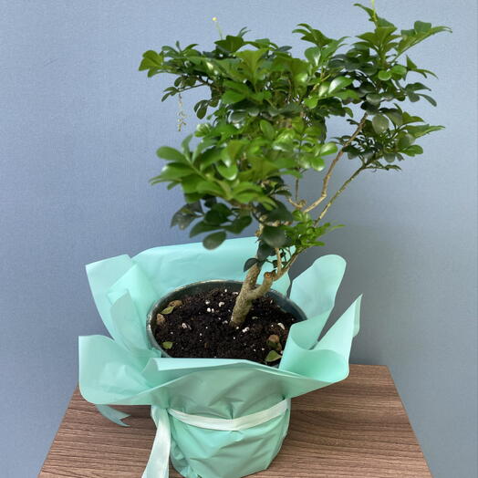 Комнатные растения Аглаиа 14см