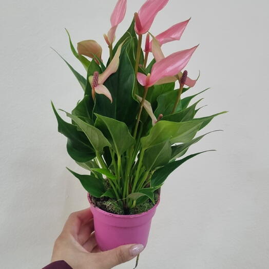 Антуриум Lili Pink