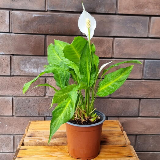 Spathiphyllum - Спатифиллум