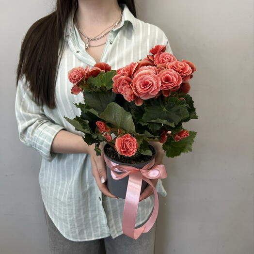 Бегония коралловая
