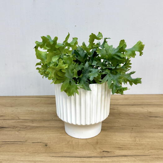 Флебодиум золотистый (Phlebodium aureum)