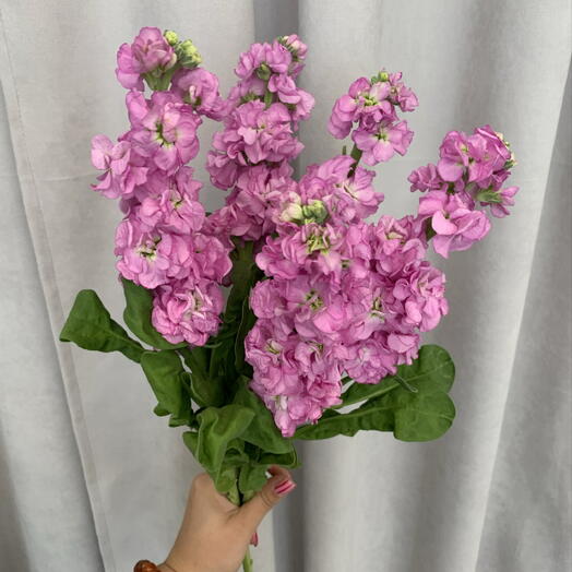 Букет из 5 ароматных маттиол