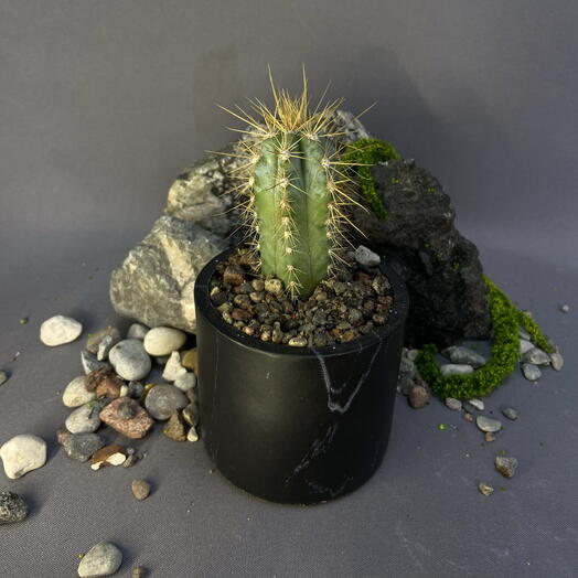 Кактус Пилозоцереус пахикладус / Pilosocereus pachycladus