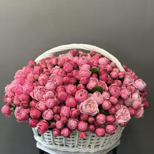 Silva pink fl