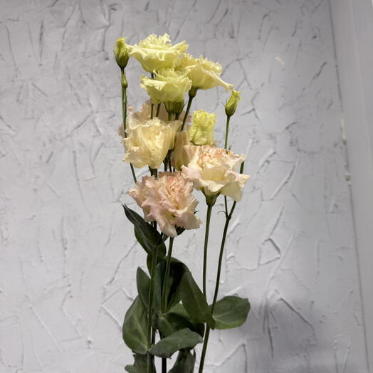 Эустома (Eustoma) Alissa Champagne
