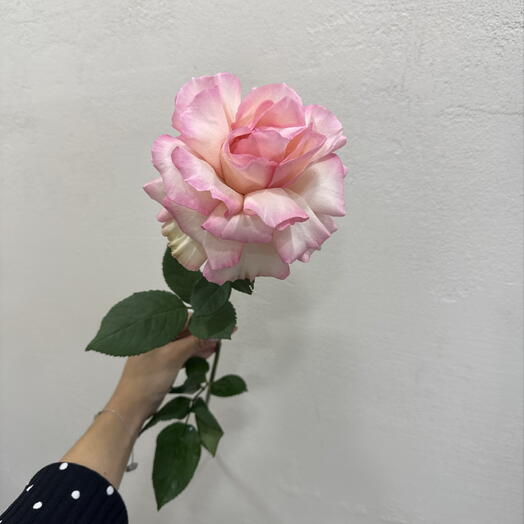 Ажурные розы французские розы