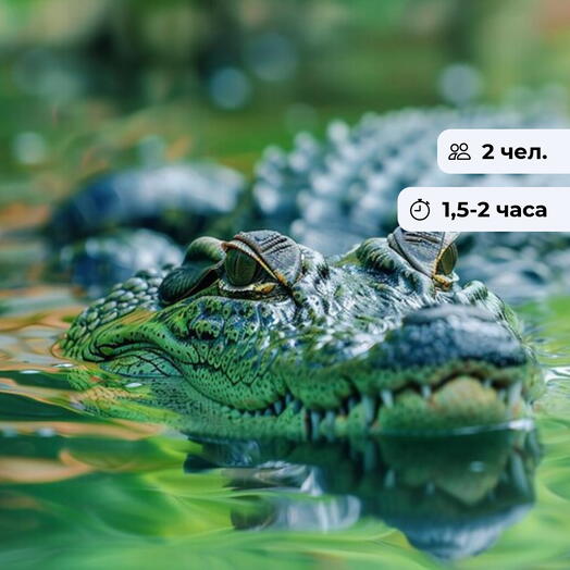 Крокодилы в действии.  Экскурсия на крокодиловую ферму