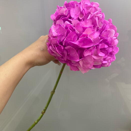Гортензия розовая💞