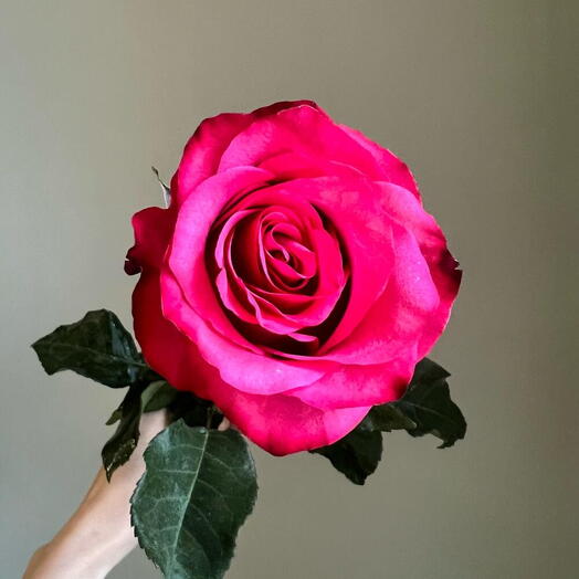 💕Роза Эквадор яроко-розовая Готча Лола