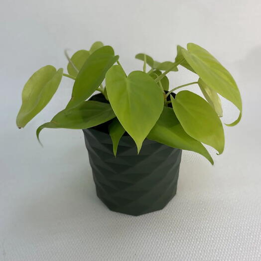 Филодендрон Сканденс Миканс Лайм / Philodendron scandens Micans Lime