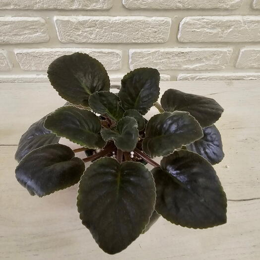 Коллекционная пестролистная фиалка «Dn-Fleur»