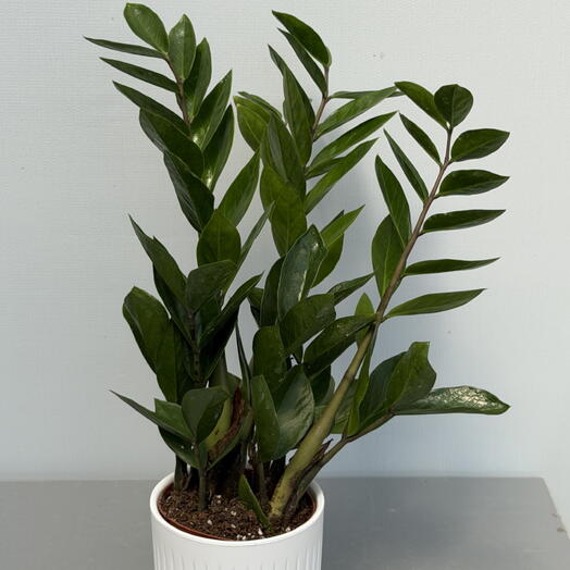 ЗАМИОКУЛЬКАС ( ZAMIOCULCAS 12/50)
