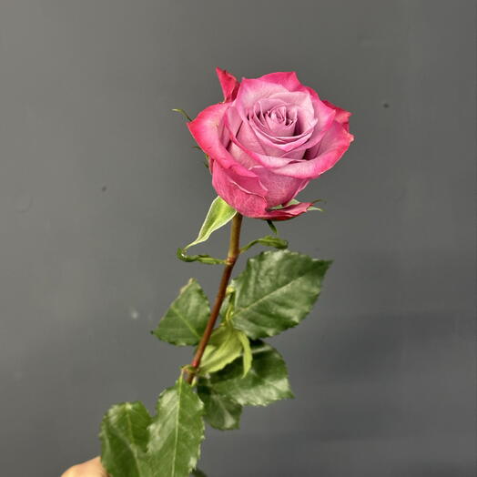 Роза сорта DEEP PURPLE