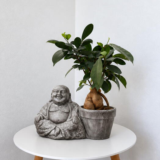 Bonsai Ficus Ginseng