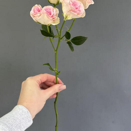 Кустовые розы - розовые🌷