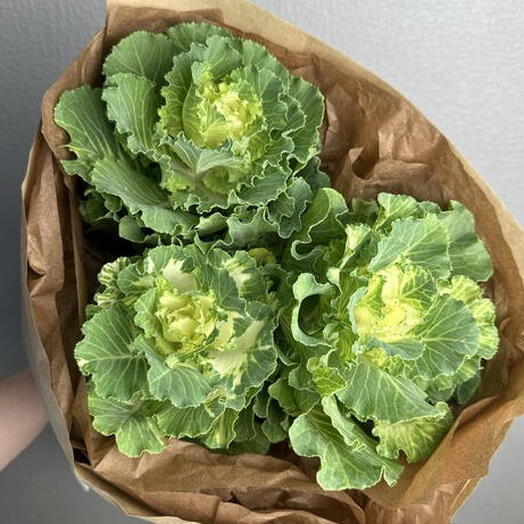 Букет из редкой брассики 😍