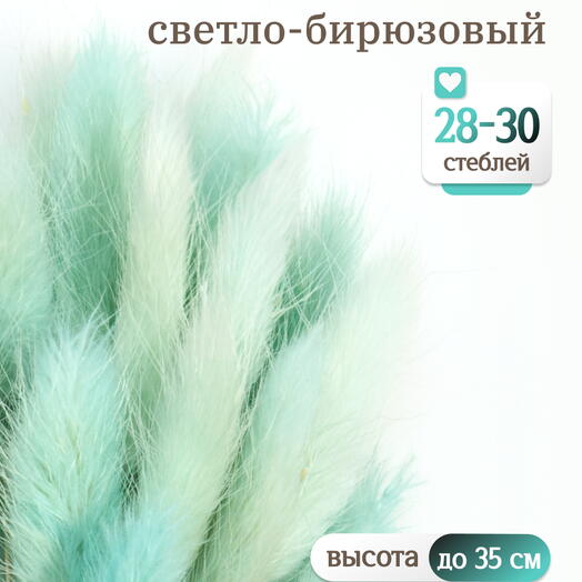 Лагурус светло-бирюзовый 30 шт. Высший сорт. Высота 25-35 см М480