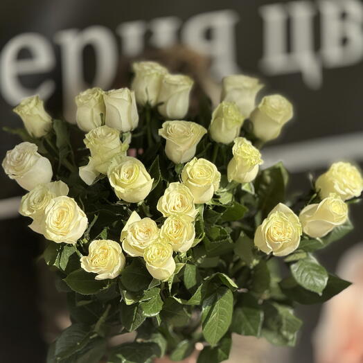 Роза белая