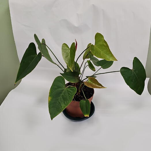 Petale Flowers