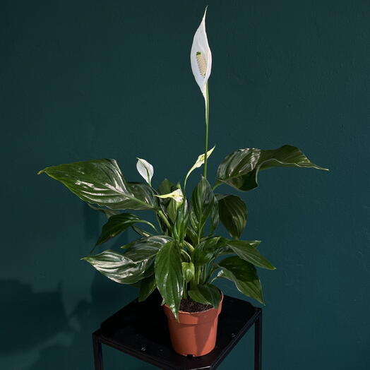 wild flower