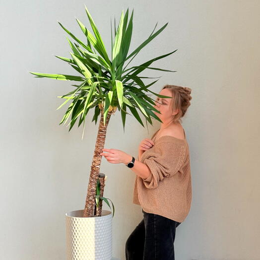 Юкка слоновая (Yucca elephantipes)