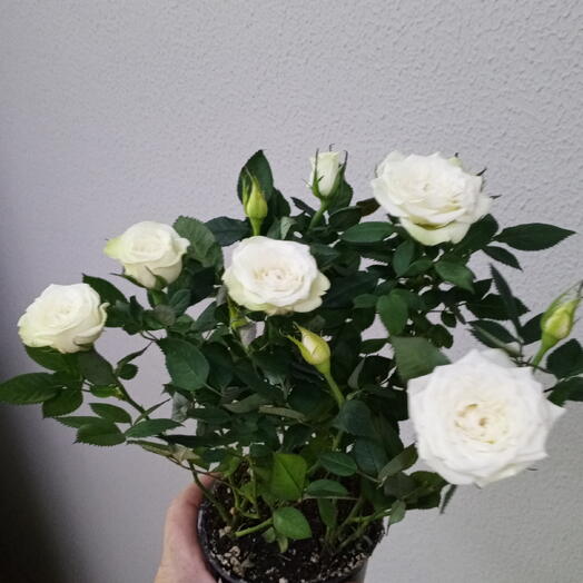 Роза белая