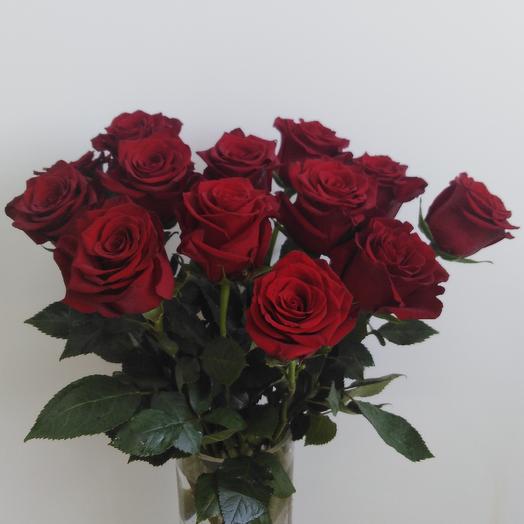 Rosa"Explorer"