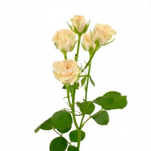 Кустовые розы торнадо. Красные кустовые розы. Первая кустовая. Букет с кустовой розой. Букет кустовых роз.