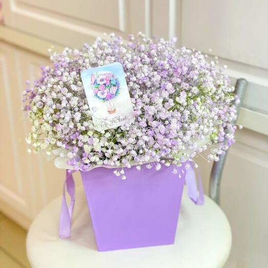 Lavender Gypsophila