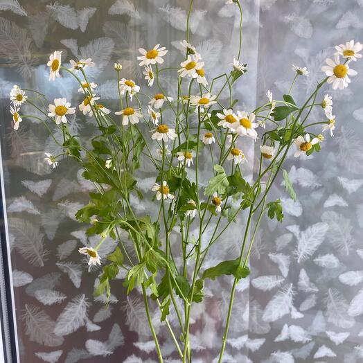 Camomile bush
