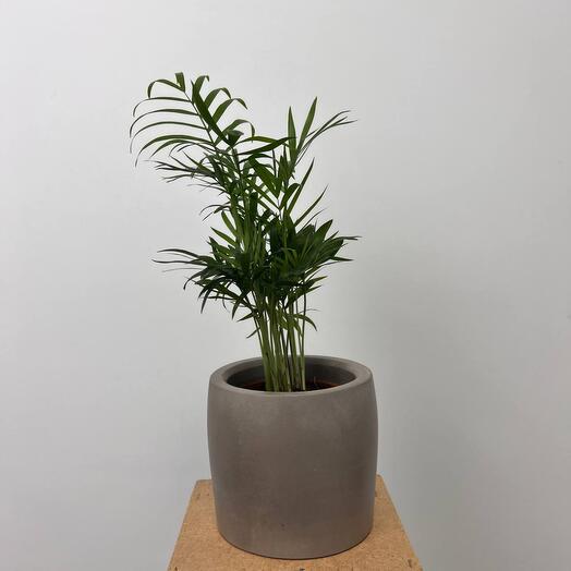 Planta de interior "Hamedorea" en macetas