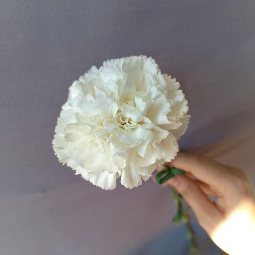 White carnation