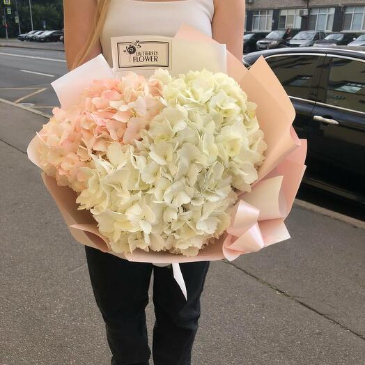 Букет из 3 белых и розовых гортензий в стильной упаковке "Свияш"