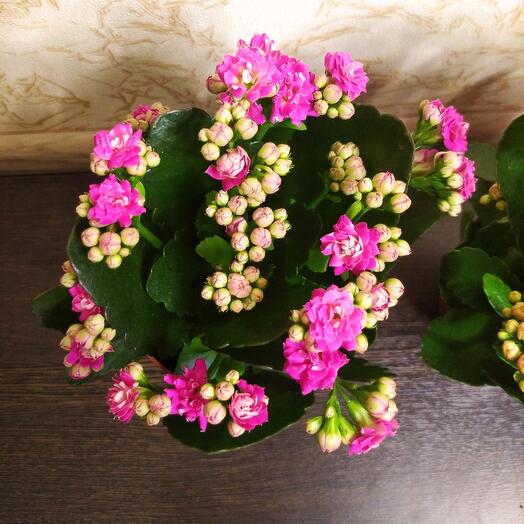 Каланхоэ розовый