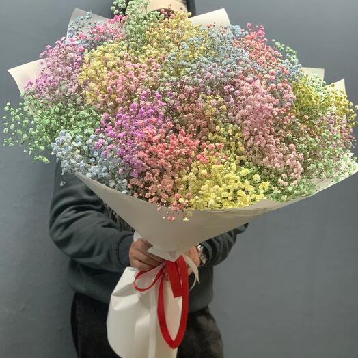 Gypsophila iridiscens