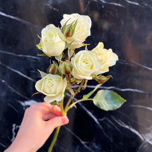 Rosa arbusto blanco