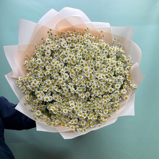 Camomile bush