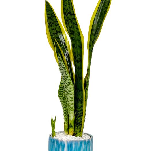 Sansevieria – designer ceramic pot