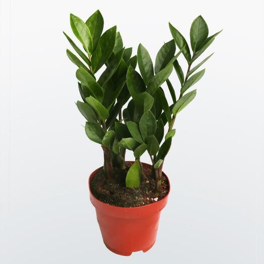 Замиокулькас (Доллоровое дерево)